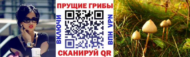 Псилоцибиновые грибы Cubensis  Купить где  Новоуральск 